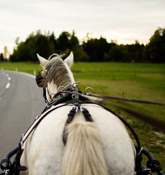 Kutschenfahren am Kroneggerhof, eine Kutschfahrt buchen oder verschenken! Ponykutsche